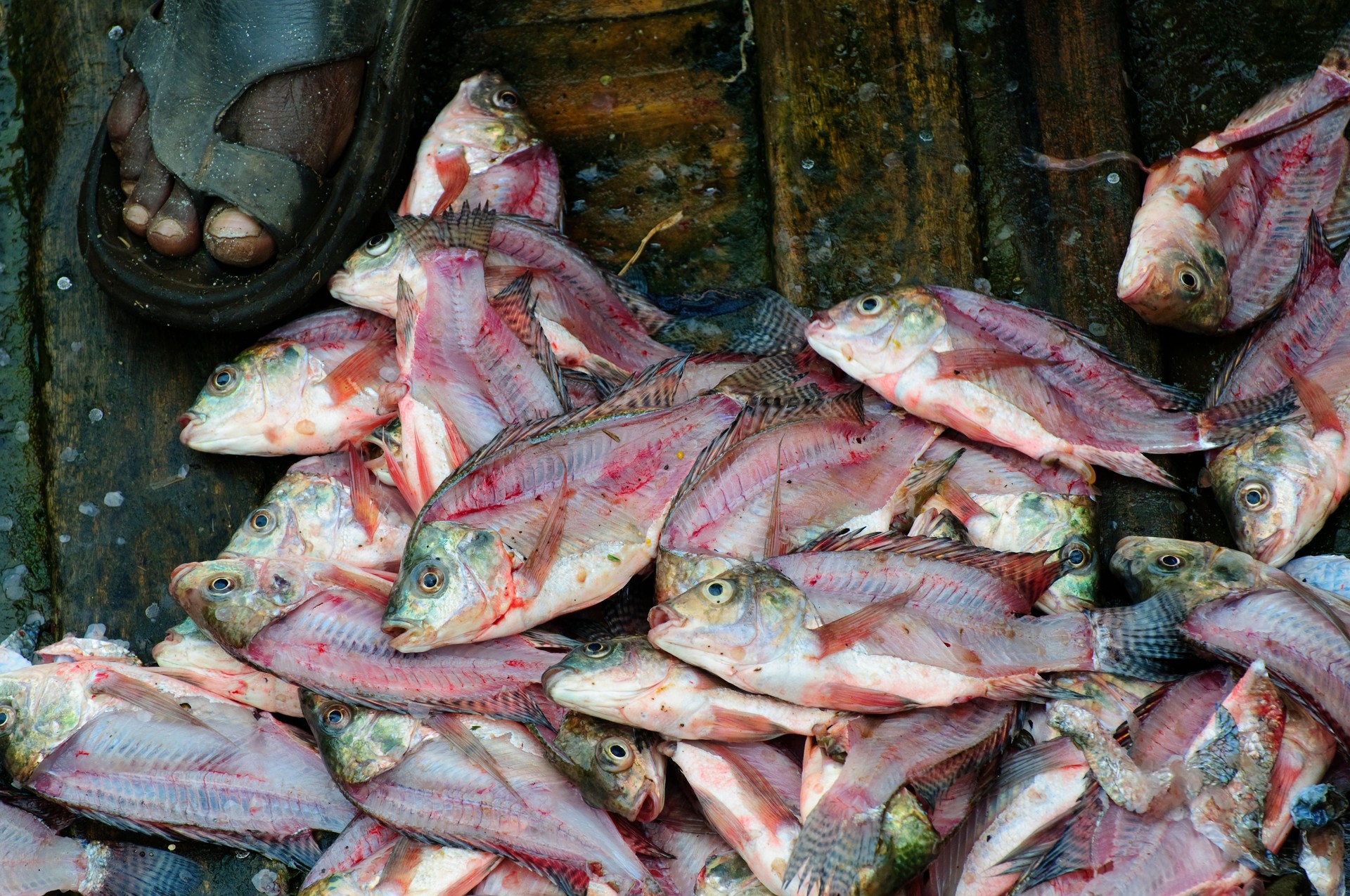 Catch of fish in boat in Awasa, Ethiopia