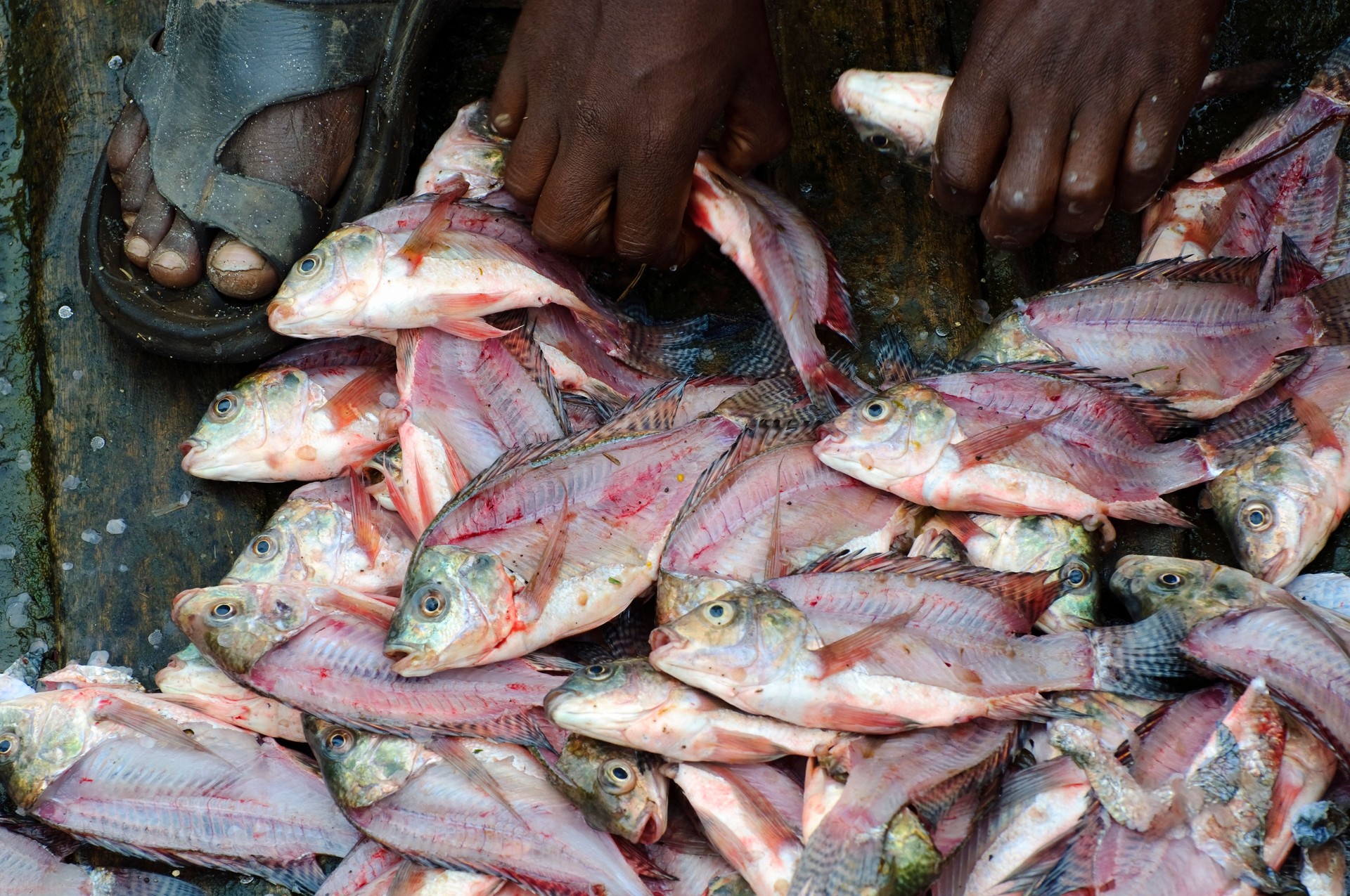 Filleting fresh-caught fish in Awasa, Ethiopia